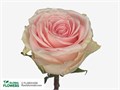 Роза-Rosa-Duchesse-50cm--QA 2a777e85-bfa9-11ec-0a80-0b4c000b2b69