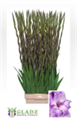 Гладиолус Gr-Gladiolus Gr-Milka--120cm--180gr 2a7908d8-2856-11ed-0a80-04d6000e3c1c