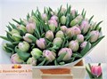 Тюльпан-Tulip-Du Soft Price-36cm-32gr 2a7bddf4-a560-11ed-0a80-06890014f1a4