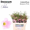 Лизиантус G-Lisianthus G-Botanic Pink 75cm-75cm 2a881132-5c74-11ef-0a80-146c003568ed