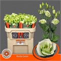 Лизиантус G-Lisianthus G-Rosi Green-70cm 2a93119b-5c74-11ef-0a80-146c003568f0