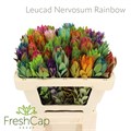 Леукадендрон-Leucadendron-Nervosum Rainbow-50cm 2a96ac9e-dadb-11ee-0a80-159100322af3