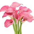 Калла-Zantedechia-Candyfloss-65cm 2aa4ee1f-5c74-11ef-0a80-146c003568f3