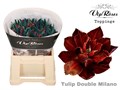 Тюльпан-Tulip-Du Double Milano-36cm-38gr 2aa928a3-c8be-11ee-0a80-150e0012023d