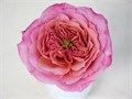 Роза-Rosa-Miyabi-60cm-Uu 2abe1701-c96f-11ed-0a80-0bc5000f00aa