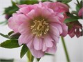 Хеллеборус-Helleborus-Or Db Ellen Pin-50cm 2ac22e03-dadb-11ee-0a80-159100322afc