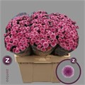 Хризантема сант-Chrysant sant-Jamey Dark-55cm-100gr 2acfb90c-bfa6-11ec-0a80-0b4c00088d37