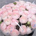 Ранункулус-Ranunculus-Cloni Ex Hanoi-40cm 2af41830-bfa5-11ec-0a80-0b4c0007a799
