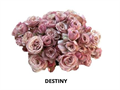 Роза куст-Rosa sp-Destini-50cm-RS 2b0a3ef6-e90b-11ee-0a80-0bf60020f72a