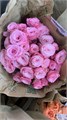 Роза куст-Rosa sp-Birds Nest-50cm-RS 2b1463c7-39df-11ef-0a80-174d0021b763