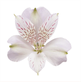 Альстромерия-Alstroemeria-Pacific Super--80cm-QA 2b34a855-0b7c-11ee-0a80-01f50011a8f4