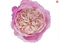 Садовая Роза-Garden Rosa-Constance-53cm-Ti 2b3f4632-6fd2-11f0-0a80-073b002f86cc