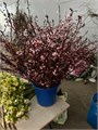 Ветки розовые (Краснодар) 2b4ffb87-ca41-11ed-0a80-0ef1000f0be8