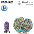 Гиацинт-Hyacinthus-Blue Star-30cm 2b5997a6-bfa4-11ec-0a80-0b4c0006b088