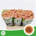 Хризантема сант-Chrysant sant-Ellison Salmon-55cm-110gr 2b5b5cf3-bfa6-11ec-0a80-0b4c00088db5