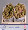 Гиацинт-Hyacinthus-Anna Marie-30cm 2b60bc61-bfa4-11ec-0a80-0b4c0006b091