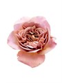Роза-Rosa-Cafe Latte-53-Ti 2b6543e4-d32a-11ee-0a80-00ad002e070a