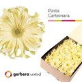 Гербера-Gerbera-Pasta Carbonara Diamond-50cm 2b70481b-bfa4-11ec-0a80-0b4c0006b0a3