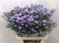 Астра-Aster-Nb A Mi Bab Blue--80cm-35gr 2b71c892-38d2-11ed-0a80-0857000c5f12