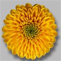 Хризантема сант-Chrysant sant-Maverick Sunny-55cm-110gr 2b7adaec-bfa6-11ec-0a80-0b4c00088dd2