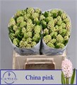Гиацинт-Hyacinthus-China Pink--30cm 2b93618b-bfa4-11ec-0a80-0b4c0006b0ce