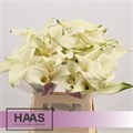 Калла-Zantedechia-Du Calla Captain Ventura-60cm 2b9d9fac-025d-11ef-0a80-15ac00007502