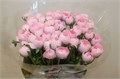 Ранункулус-Ranunculus-Cloni Ex Lady Hanoi Pink-40cm 2ba085da-bfa5-11ec-0a80-0b4c0007a86b