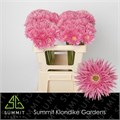 Гербера-Gerbera-Mi Spider Firefly Doos-45cm 2ba85291-bfa4-11ec-0a80-0b4c0006b0e7
