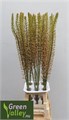 Эремурус-Eremurus- Sh P Star-70cm 2bbaffff-38d2-11ed-0a80-0857000c5f15