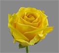 Роза-Rosa-Super Sun-50cm-NR 2bc1c5fd-d342-11ef-0a80-1487000f4b7e