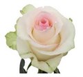 Роза-Rosa-Senorita-50cm-Uu 2bc4d08e-5b42-11ef-0a80-0cd400017792