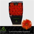 Гербера-Gerbera-Mi Spider Netzer Diamond_per_card-50cm 2be2cca4-38d2-11ed-0a80-0857000c5f18