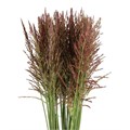 Амбрелла-Umbrella Grass Red-80cm-/Ge 2c09c288-ad12-11f0-0a80-03e20023b641