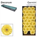 Гербера-Gerbera-Mi Lemon Ice-50cm 2c0e2bde-bfa4-11ec-0a80-0b4c0006b156