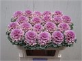 Брассика-Brassica-Crane Ru Rose-70cm 2c130990-8861-11ee-0a80-098f00694653