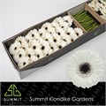 Гербера-Gerbera-Mi Lido-45cm 2c1bf22e-bfa4-11ec-0a80-0b4c0006b168