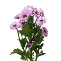 Хризантема сант-Chrysant sant-Yin Yang Purpl-55cm-100gr 2c1decce-a780-11ed-0a80-0547000782da