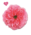 Роза-Rosa-Candy X-Pression-60cm-MS 2c255935-d228-11ee-0a80-0868001c8824
