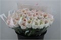 Ранункулус-Ranunculus-Cloni Ex Hanoi-45cm 2c29506d-bfa5-11ec-0a80-0b4c0007a8f7