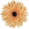 Гербера-Gerbera-Germini Punki Humba Diamond-50cm 2c3bea4f-8861-11ee-0a80-098f0069466a