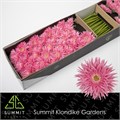 Гербера-Gerbera-Ms Firefly Doos-45cm 2c3f4ab7-bfa4-11ec-0a80-0b4c0006b195