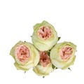 Роза куст-Rosa sp-Pavlova-/53cm-Ti 2c499ecd-f580-11ee-0a80-087e00524226