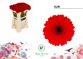 Гербера-Gerbera-Mi Suri-45cm 2c55ebb0-bfa4-11ec-0a80-0b4c0006b1b0