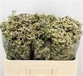 Лимониум-Limonium-Sin Sen White-70cm-20gr 2c652649-a780-11ed-0a80-0547000782dd