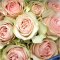 Роза-Rosa-Frutteto-50cm-JR 2c74292c-bfa9-11ec-0a80-0b4c000b2d89