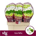 Хризантема сант-Chrysant sant-Gem-55cm-100gr 2c7644d7-bfa6-11ec-0a80-0b4c00088eb6