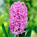 Гиацинт-Hyacinthus-Anna Liza-30cm 2c77eb9f-bfa4-11ec-0a80-0b4c0006b1dd