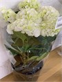 Гортензия белая в горшке (Краснодар) 2c8e1357-3215-11ef-0a80-062f003f3e86