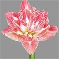 Амариллис St-Hippeastrum St-Dg Pretty Nymph-70cm 2c8f3570-8861-11ee-0a80-098f00694695
