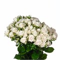 РОЗЫ Роял Порселина 50 см (Россия) 2c9bb92b-f984-11ed-0a80-1316001579df